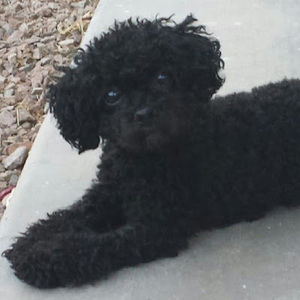 Meet your Posher, Robin